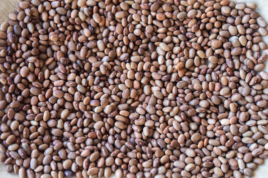 Rancho Gordo Bayo Chocolate Beans, 1lb.