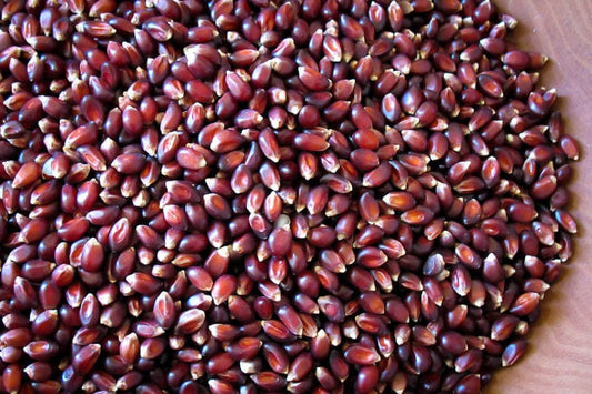Rancho Gordo Crimson Popcorn - 1 lb.
