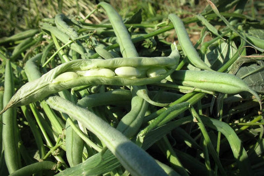 Rancho Gordo Flageolet Beans - 1 lb.
