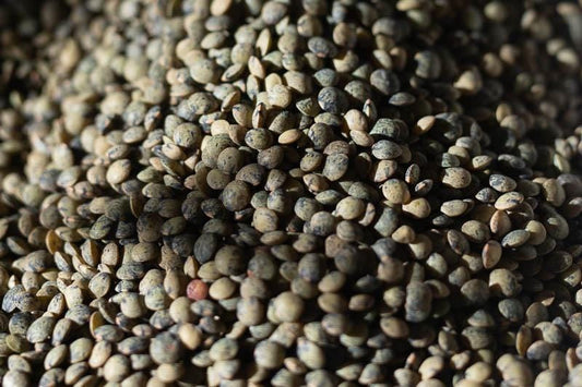 Rancho Gordo French-Style Green Lentils - 1 lb.