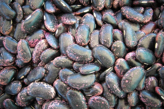 Rancho Gordo Scarlet Runner Beans - 1 lb.