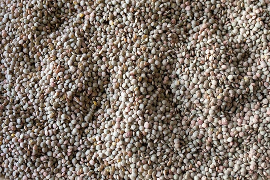 Rancho Gordo Puglia Lentils - 1 lb.
