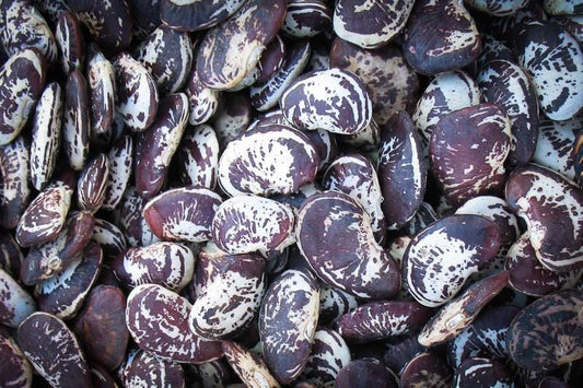 Rancho Gordo Christmas Lima Beans - 1 lb.
