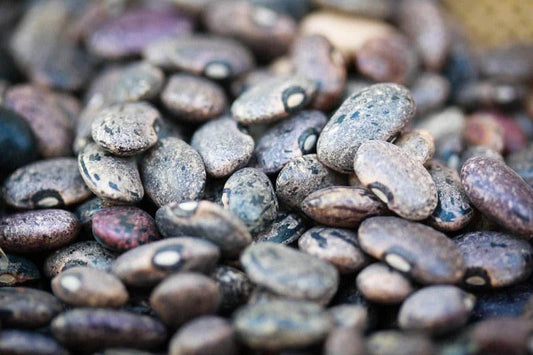 Rancho Gordo Moro Beans